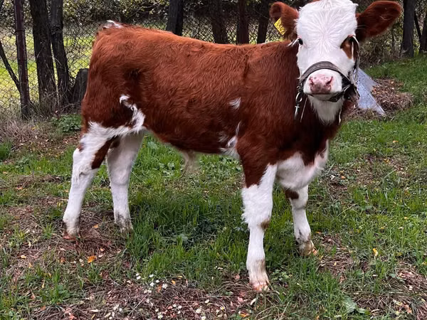 Бик, Simmental cattle