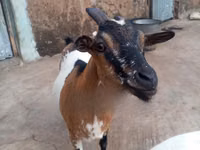 ፍየሎች (ቡድን፣ ጾታ አልተጠቀሰም), Goats — ፎቶ 3