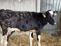 सांड, Russian Black pied cattle — फ़ोटो 1