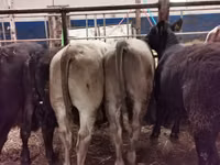 Cattle (batch, sex not specified), Hereford — photo 2