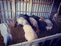 Ram, Sheep — photo 2