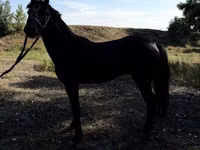 Atlar (parti, cinsiyet belirtilmedi), American shetland pony — foto 5