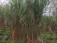 Juncao Chinese Magic Grass — fotografija 1
