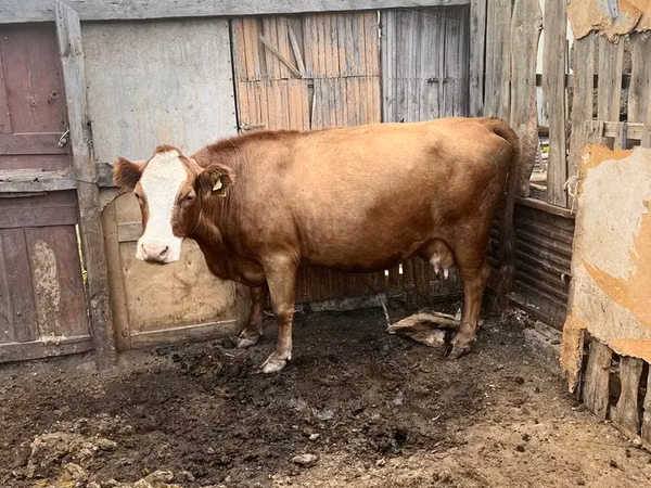 Krava, Simmental cattle — Kazachstán
