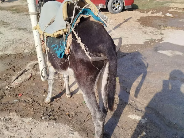 Horses (batch, sex not specified), Horses — Kyrgyzstan