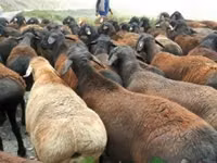 Kambing jantan, Sheep — foto 4