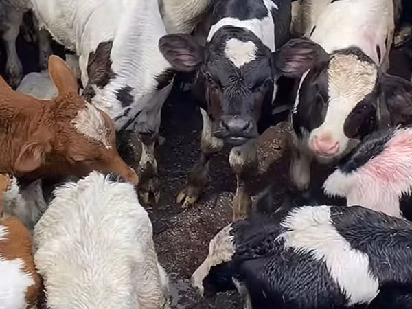 گاو نر, Russian Black pied cattle