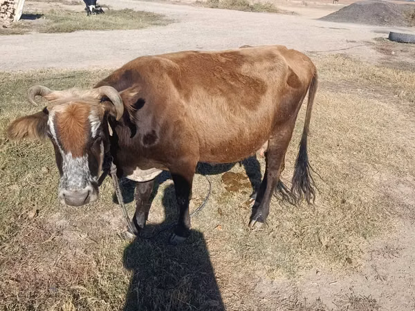 ВРХ (партія, стать не вказано), Simmental cattle
