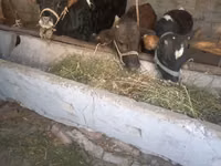 सांड, Russian Black pied cattle — फ़ोटो 3