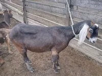 Goat, Nubian Goat — photo 1