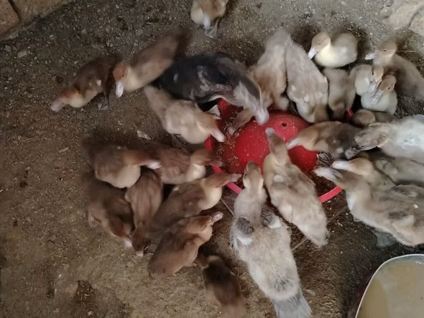 Ducks — Azerbaijan
