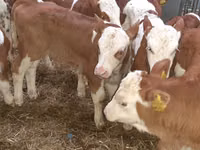 Cattle (batch, sex not specified), Hereford — photo 5