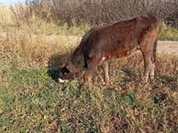 Cow, Alatau breed — photo 2