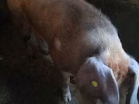 Boar, Pigs — photo 1
