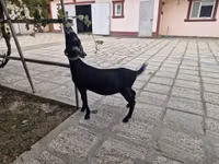 Ged, Alpine goat — foto 2