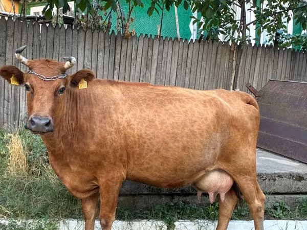 Cow, Cattle — Moldova