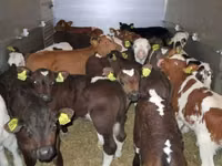 Banteng, Cattle — foto 6