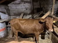Vaca, Bovinos — foto 1