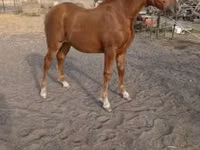 Kuda betina, Horses — foto 3