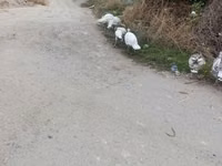 Turkeys — foto 3