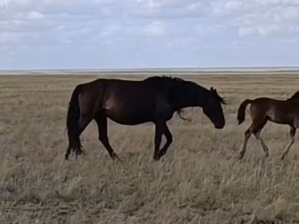Mare, Kazakh horse