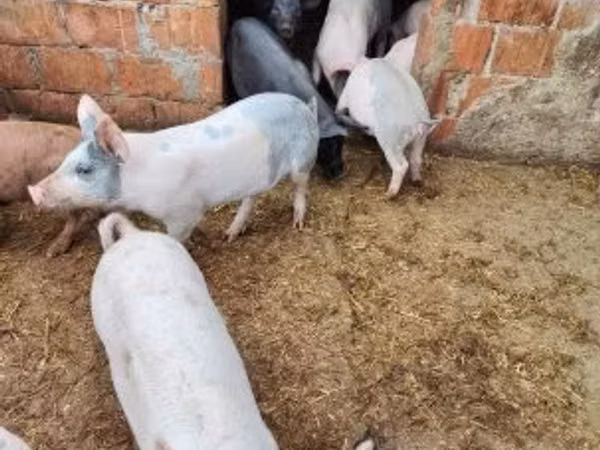 猪（批次，未指定性别）, Pigs