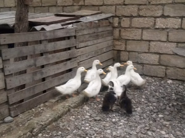 Ducks — جمهوری آذربایجان