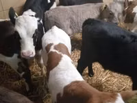 Sığır (parti, cinsiyet belirtilmedi), Simmental cattle — foto 2