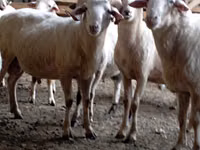 Kambing jantan, Sheep — foto 4