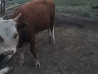 Lembu jantan, Simmental cattle — foto 8