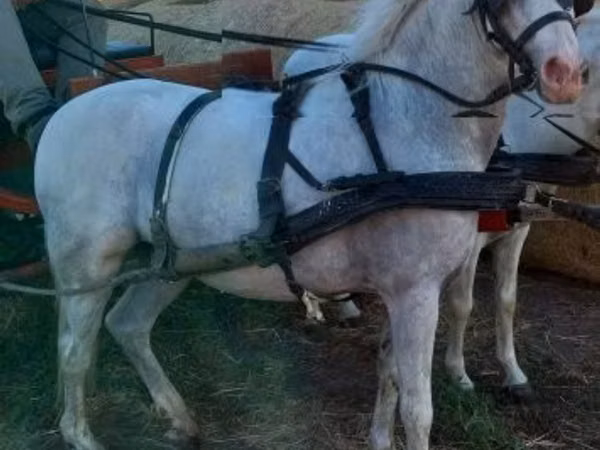 Horse (M), Horses — Hungary