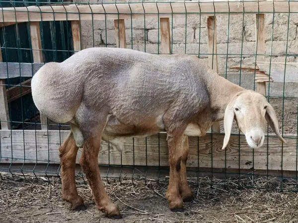 Ram, Rhon sheep — Kyrgyzstan