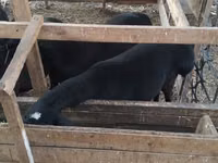 公羊, Sheep — 照片 1