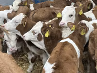Rinder (Partie, Geschlecht nicht angegeben), Simmental cattle — Foto 2