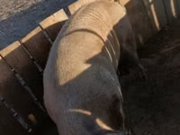 Boar — photo 2