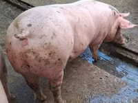 Pigs (batch, sex not specified), Pigs — photo 1