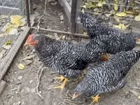 Chickens — լուսանկար 1