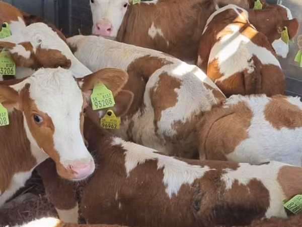 Lo’ (xirmo, jins lama sheegin), Simmental cattle
