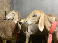 암양, Arashan sheep — 사진 2