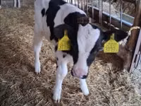 Toro, Russian Black pied cattle — foto 2
