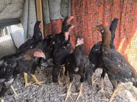 Chickens — عکس 1