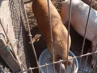 Boar — photo 1