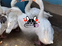 Geese — foto 3
