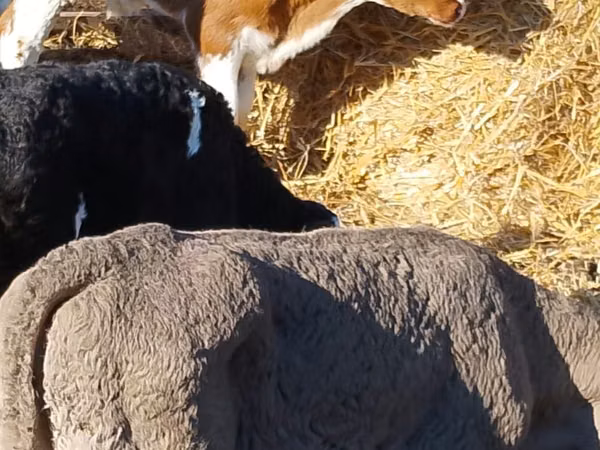 牛（ロット、性別未指定）, Simmental cattle