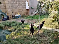 Chickens — 2-rasm