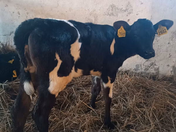 Sapi, Russian Black pied cattle