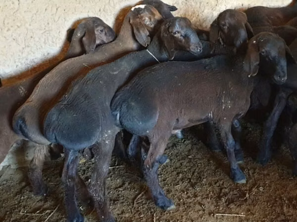 Ram, Sheep — Kazakhstan
