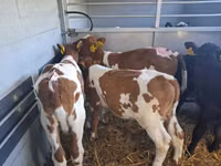 公牛, Cattle — 照片 2