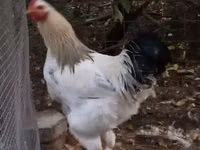 Chickens — photo 3