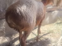 Ram, Arashan sheep — photo 2